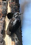 American Three-toed Woodpecker